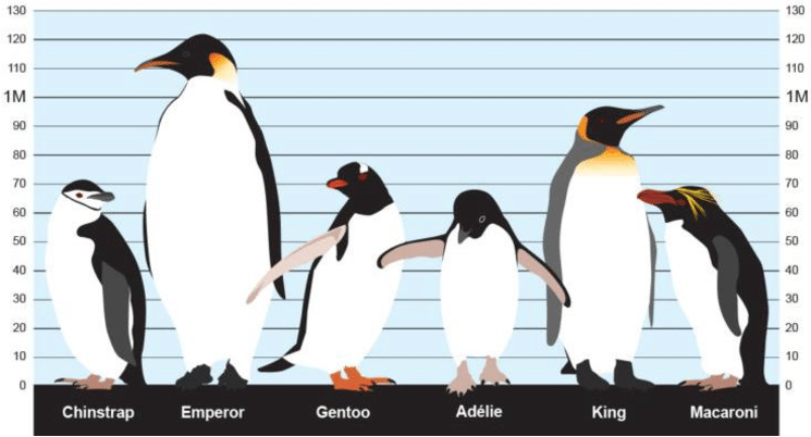 Penguins of the Antarctica